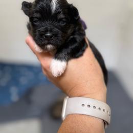 Purple Collar (Princess Peach) - Black and white female Havanese puppy in Silverton, Oregon from PNW Havanese