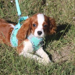 Tootsie Roll - Blenheim female Cavalier King Charles Spaniel puppy in Leonard, Texas from Rising Star Kennels