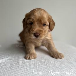 Sunny - Caramel female Australian Labradoodle puppy in Belding, Michigan from Rutu Australian Labradoodles