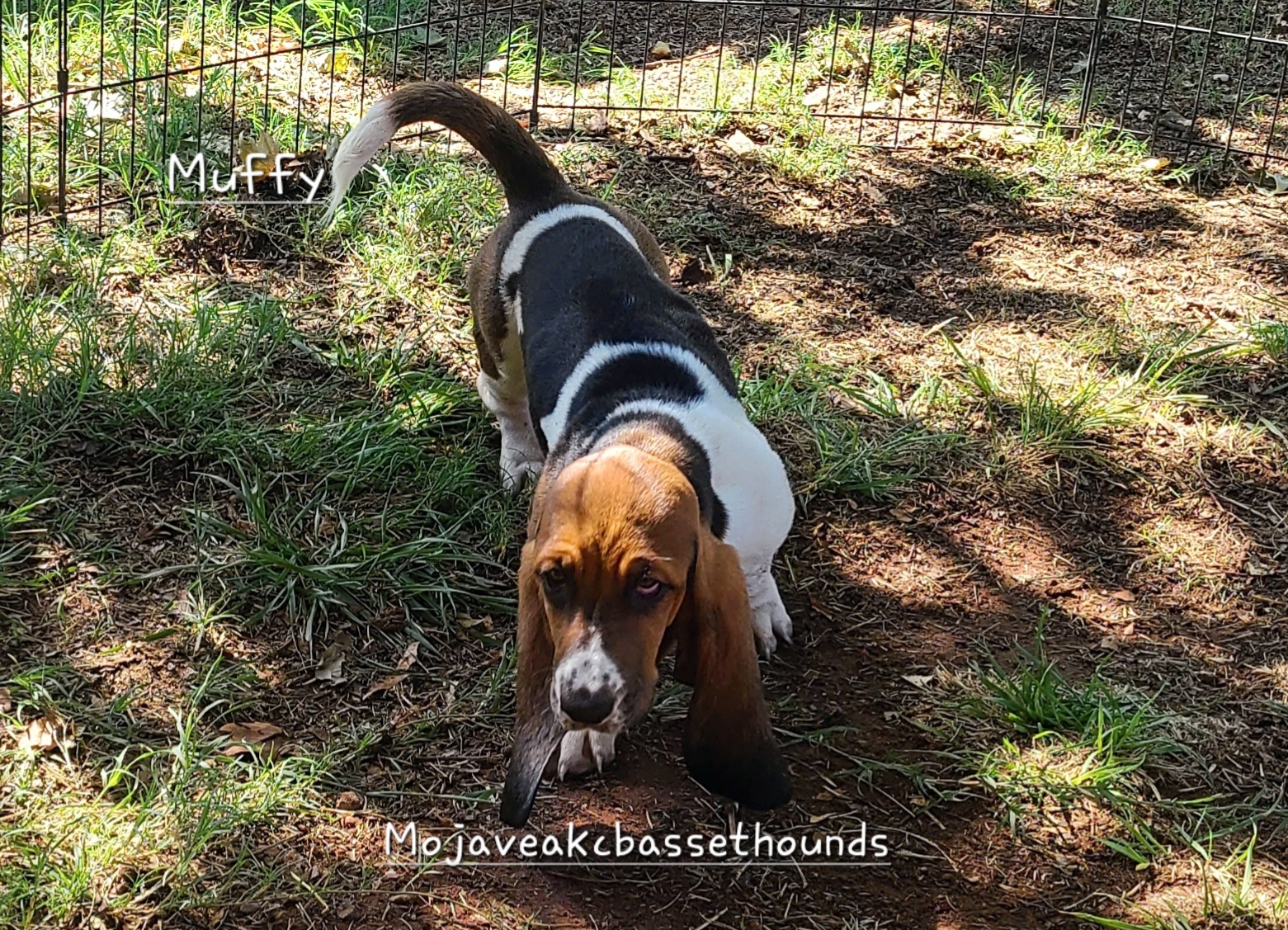 Muffy - Basset Hound puppy from Mojave AKC Basset Hounds