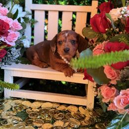 Dot - Dapple female Dachshund puppy in Wills Point, Texas from Duck Creek Farm