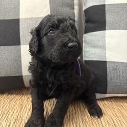 Blaze - Black male Bernedoodle puppy in Beachwood, Ohio from Paws of the Vineyard