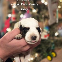 Girl 1 - Blue mottled female Australian Cattle Dog puppy in Monroe, North Carolina from Creek View Cattle Dogs