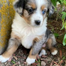 Miniature Australian Shepherds from Whispering Miniature Aussies