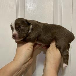Cider - Red & white male Miniature Australian Shepherd puppy in Marysville, Washington from Garay Mini Aussies