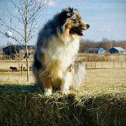 Lizzie - Miniature Australian Shepherd