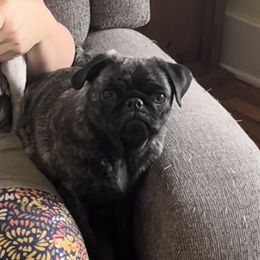 Zemi - Pug