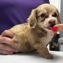 Annie - Dapple female Dachshund puppy in Miami, Florida from Maitime Dachshund