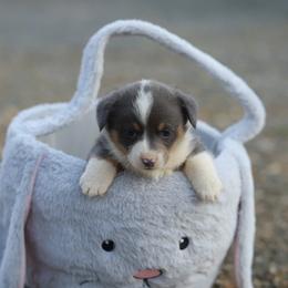 Boy 4 - Blue male Pembroke Welsh Corgi puppy in Ocala, Florida from Dolan Farms Corgis