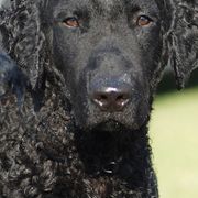 Curly-Coated Retrievers from Darkside Retrievers