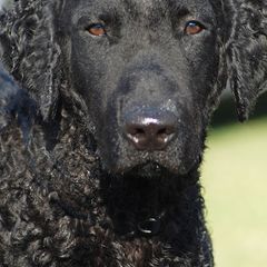 Curly-Coated Retrievers from Darkside Retrievers