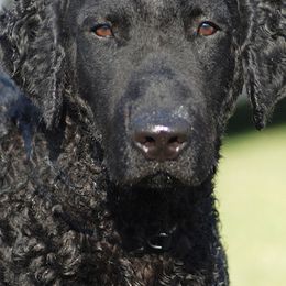 Curly-Coated Retrievers from Darkside Retrievers
