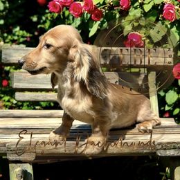 Nancy - Cream Dachshund puppy in Washington, North Carolina from Elegant Dachshunds-Eledox