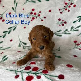 Dark Blue Collar Male - Red  male Goldendoodle puppy in Pasadena, Texas from Knightsbane Standard Poodles