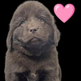 Female 2 - Brown female Newfoundland puppy in Burfordville, Missouri from Umfleet Farms