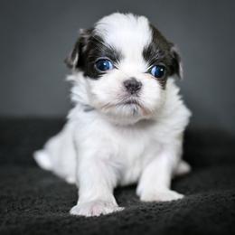 Vesper - Liver and white female Shih Tzu puppy in Montrose, Colorado from Nana's Happy Pups