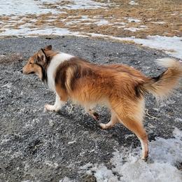 Collies and Siberian Huskies from Northlane Siberians
