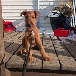 Blue Boy - Red male Irish Terrier puppy in Spring Valley, Minnesota from Back Country Terriers