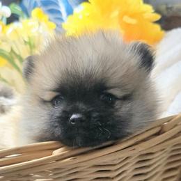 Bravo - Wolf sable male Pomsky puppy in Fallon, Nevada from Amazing High Desert Pomskys