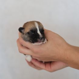 Girl 5 - Sable female Pembroke Welsh Corgi puppy in Morgantown, Pennsylvania from Goldstar Puppies (License Number 18519)