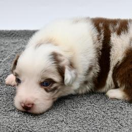 Tarquin - Red merle male Miniature American Shepherd puppy in Damascus, Oregon from Rebel Soul Minis