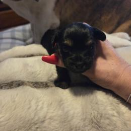Bella - Black and tan female Yorkshire Terrier puppy in Toledo, Ohio from Yorkie / Chorkie  love