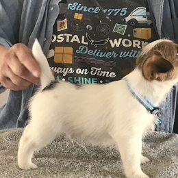 Russell Terrier Puppies from Briarwood Creek Russell Terriers
