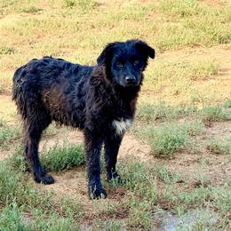 Ledger - Black & white male Australian Shepherd puppy in Mineral Wells, Texas from A6 Australian Shepards