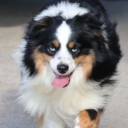 Duke - Toy Australian Shepherd