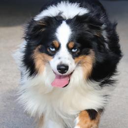 Duke - Toy Australian Shepherd