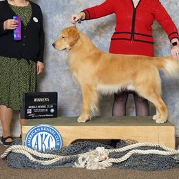 Benson - Golden Retriever