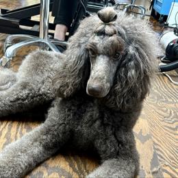 Reese - Poodle