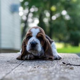 Girl 2 - Black brown and white female Basset Hound puppy in Harwood, Missouri from Bar H Farms