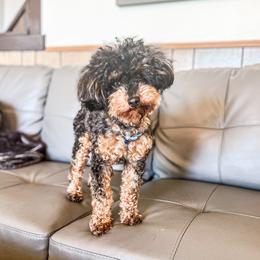 Porsche - Poodle