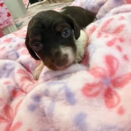 Lillian - Piebald female Dachshund puppy in Lake City, Florida from My Ditzy Doxies of Florida