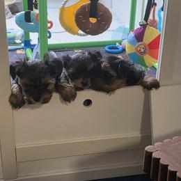 Yorkshire Terrier Puppies from YORKIE BY THE LAKE