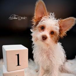 Chocolate Girl orange - Parti female Yorkshire Terrier puppy in Machesney Park, Illinois from Three Yorkie Family