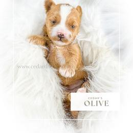 O L I V E - Red  female Goldendoodle puppy in Cedar City, Utah from Cedar Doodles- Home of the Teddybear Goldendoodle