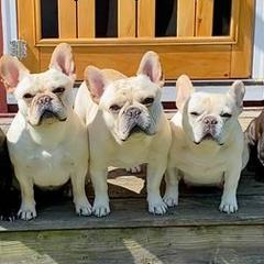French Bulldogs from Marquesa’s French Bulldog