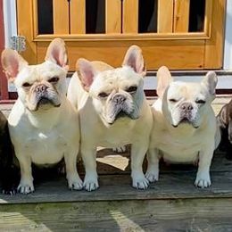French Bulldogs from Marquesa’s French Bulldog