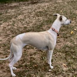 Chiquitita - Whippet