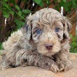 Rocky - Red Collar - Chocolate male Goldendoodle puppy in Kingwood, Texas from Kingwood Goldendoodles