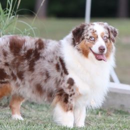 Indy - Miniature American Shepherd