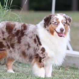 Indy - Miniature American Shepherd