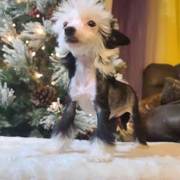 Mei, Long Haul's I Don't Know Is On 3rd - Chinese Crested puppy from Long Rotts & Long Haul Cresteds