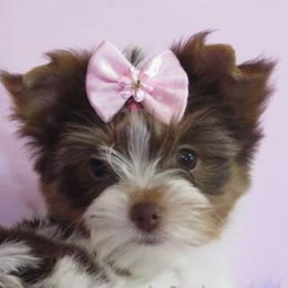 Yorkshire Terriers from Exquisite Dancing Yorkie for Sale