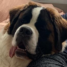 Bacchus - Saint Bernard