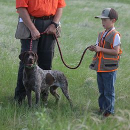 German Shorthaired Pointer Puppies from Magic City Gun Dogs