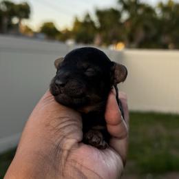 Peanut - Sable male Poodle puppy in Deltona, Florida from Poodles by CNC