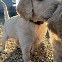 Double Doodles from KC Double Doodles